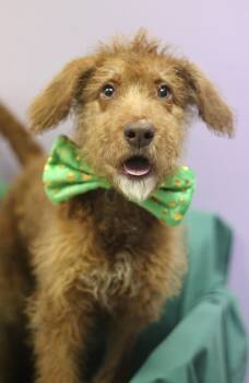 Poodle Dogs Available for Adoption - Aritzia In NH! Come Meet Our Adoptable Dogs Wednesday-Saturday.  | PetCurious