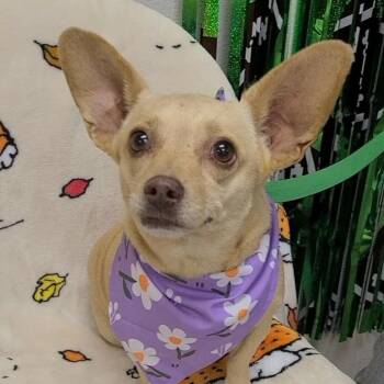 Berry -  Chihuahua Dog for Adoption in Helena, Alabama - Berry | PetCurious