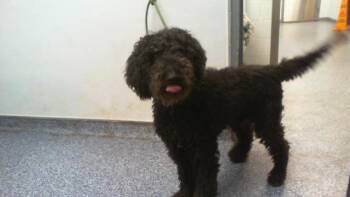 Poodle Dogs Available for Adoption in Charlotte, North Carolina - PARKER | PetCurious