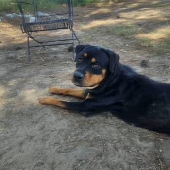 Acacia  -  Rottweiler Dog Available for Adoption in Leesburg, Georgia - Acacia  | PetCurious