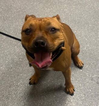 Delphina -  Staffordshire Bull Terrier Dog for Adoption in Greenfield, Indiana - Delphina | PetCurious