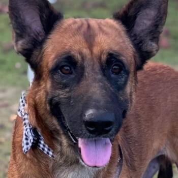 German Shepherd Dog Dogs Available for Adoption - BOBBY WIGGLES (out Of Town) | PetCurious