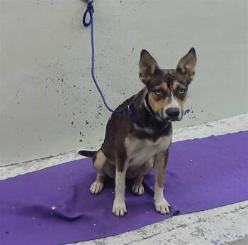 A2089182 -  Staffordshire Bull Terrier and Mixed Breed Dog for Adoption in Houston, Texas - A2089182 | PetCurious