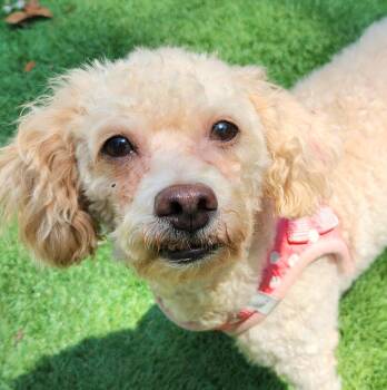 Apple -  Miniature Poodle Dog for Adoption in Pelzer, South Carolina - Apple | PetCurious