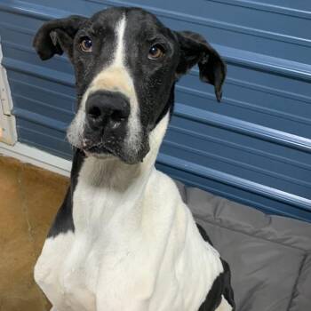 Margo -  Great Dane and Mixed Breed Dog for Adoption in Washburn, Missouri - Margo | PetCurious