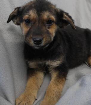 Shepherd Dogs Available for Adoption - Naga | PetCurious