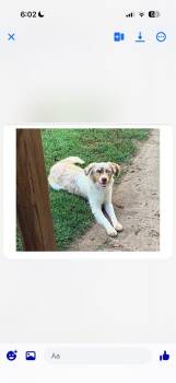 Belle -  Australian Shepherd Dog for Adoption in Mokena, Illinois - Belle | PetCurious