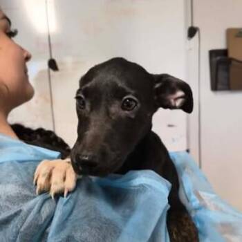 Ariana -  Australian Cattle Dog Blue Heeler Dog for Adoption in Bolivar, Missouri - Ariana | PetCurious