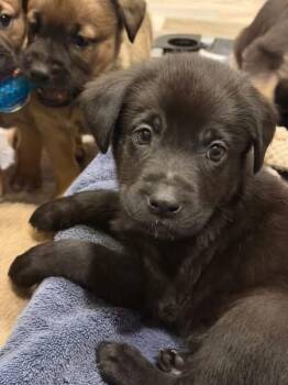 Labrador Retriever and German Shepherd Dog Dogs Available for Adoption - Peanut The Lab Mix Puppy | PetCurious