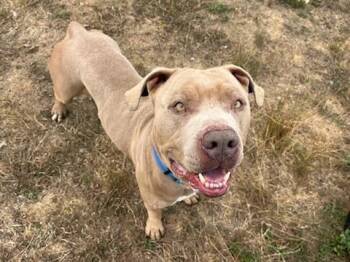 Rescue Pit Bull Terrier and Mixed Breed Dogs for Adoption in Mckinleyville, California - BRICE | PetCurious