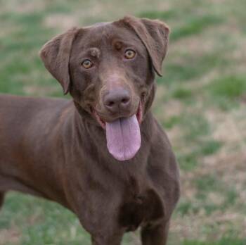 Catalina -  Chocolate Labrador Retriever Dog for Adoption in Wappingers Falls, New York - Catalina | PetCurious