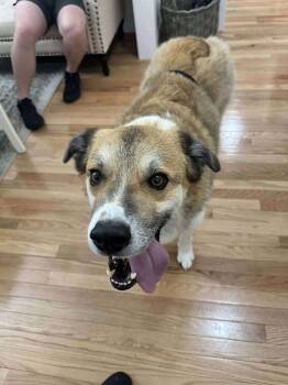 Rescue Husky Dogs for Adoption in Hillsborough, North Carolina - Rebel | PetCurious