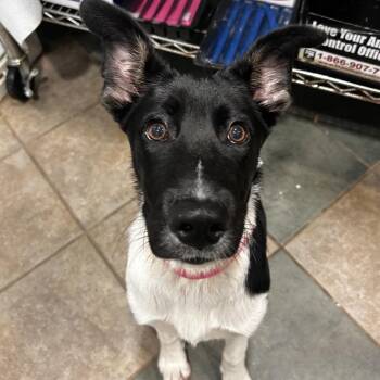 Riza -  Mixed Breed Dog for Adoption in Chattanooga, Tennessee - Riza | PetCurious