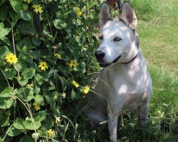 Rescue Husky Dogs for Adoption in Kemp, Texas - Bluey | PetCurious