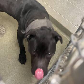 Hound and Mixed Breed Dogs Available for Adoption - 70444 | PetCurious