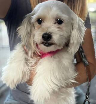 Estrella (Star) -  Shih Tzu and Poodle Dog for Adoption in Larkfield-wikiup, California - Estrella (Star) | PetCurious