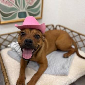 Pug and Miniature Pinscher Dogs Available for Adoption in Friendswood, Texas - Beanie Baby Bundle Of Love | PetCurious