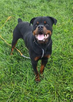 Rescue Rottweiler Dogs for Adoption in Washington Court House, Ohio - Jake | PetCurious