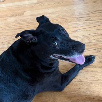 Black Labrador Retriever Dogs Available for Adoption in Corvallis, Oregon - Boo | PetCurious