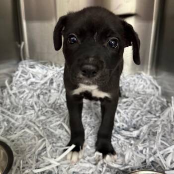 Terrier Dogs Available for Adoption in Montgomery, Alabama - Penelope | PetCurious