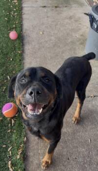 Rescue Rottweiler Dogs for Adoption in Mt. Juliet, Tennessee - Reese | PetCurious