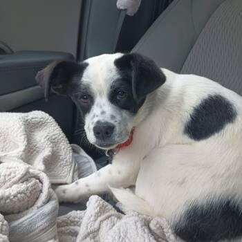 Mixed Breed Dogs Available for Adoption in Highland, New York - Pipsqueak | PetCurious