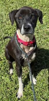 Rescue Labrador Retriever and Mixed Breed Dogs for Adoption in Fort Lauderdale, Florida - K ONE | PetCurious