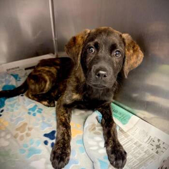 Saint -  Anatolian Shepherd and Mixed Breed Dog for Adoption in Ardmore, Oklahoma - Saint | PetCurious