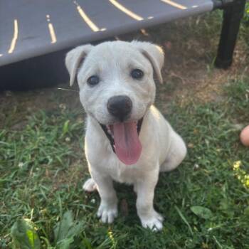 Rigatoni D70392 -  Shepherd and Pit Bull Terrier Dog for Adoption in Minnetonka, Minnesota - Rigatoni D70392 | PetCurious