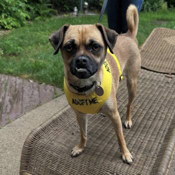 Rescue Puggle Dogs for Adoption in Wayne, New Jersey - Harpoon | PetCurious