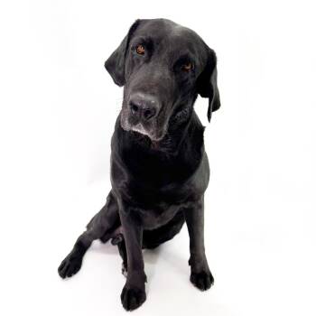 Elwood -  Black Labrador Retriever Dog for Adoption in Scottsdale, Arizona - Elwood | PetCurious