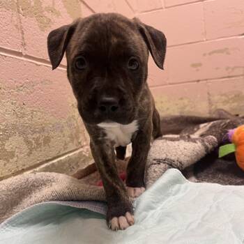 Mixed Breed Dogs Available for Adoption - Mississippi | PetCurious