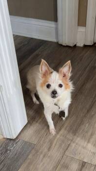 Lily -  Chihuahua Dog for Adoption in Scottsburg, Indiana - Lily | PetCurious