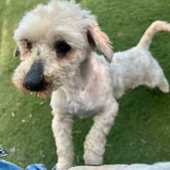 Havanese Dogs Available for Adoption - Oliver | PetCurious