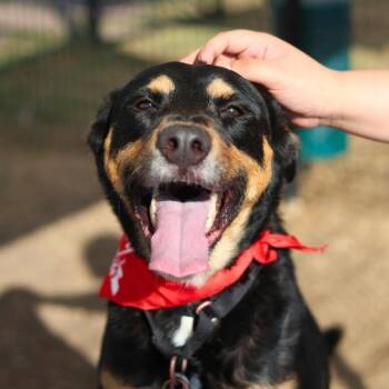 MAGIC -  Rottweiler Dog for Adoption in San Antonio, Texas - MAGIC | PetCurious