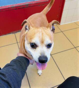 Mixed Breed Dogs Available for Adoption - Macho Nacho | PetCurious