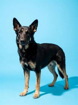 RAPHAEL -  Mixed Breed Dog for Adoption in Jacksonville, Florida - RAPHAEL | PetCurious