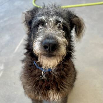 Poodle and Mixed Breed Dogs Available for Adoption - Benny | PetCurious