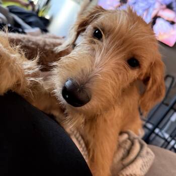 Jessie -  Mixed Breed Dog for Adoption in Maineville, Ohio - Jessie | PetCurious