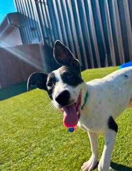 Francesco -  Hound and Husky Dog for Adoption in Lucas, Texas - Francesco | PetCurious