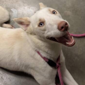 Ana -  Husky and Mixed Breed Dog for Adoption in Manhattan, Kansas - Ana | PetCurious