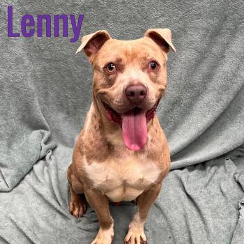 Lenny -  Mixed Breed Dog for Adoption in Pleasantville, New Jersey - Lenny | PetCurious