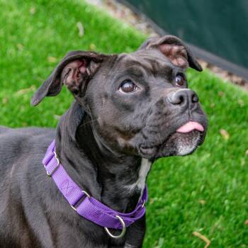 Rescue Boxer and Mixed Breed Dogs for Adoption in Saint Charles, Missouri - Zoey | PetCurious