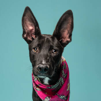 Rescue Australian Kelpie and Mixed Breed Dogs for Adoption in Atlanta, Georgia - Parker | PetCurious