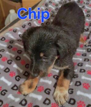 Chihuahua Dogs Available for Adoption in Dallas, Texas - Chip | PetCurious