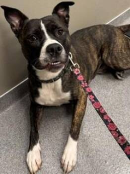 Sveen Yrly 246 -  Pit Bull Terrier Dog for Adoption in Sidney, Ohio - Sveen Yrly 246 | PetCurious
