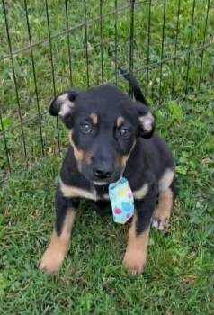Black And Tan Coonhound and Rottweiler Dogs Available for Adoption in Watertown, Connecticut - Hunter | PetCurious