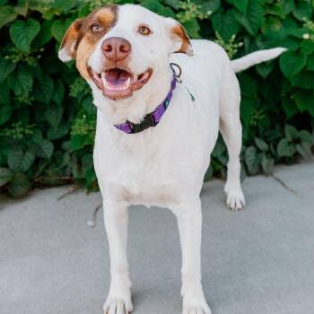 Mixed Breed Dogs Available for Adoption in Rock Hill, South Carolina - Lizzie | PetCurious