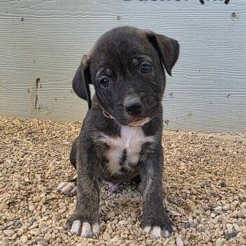Rescue Plott Hound Dogs for Adoption in Austin, Texas - Dasher JuM | PetCurious