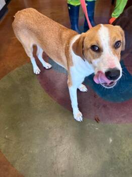 Warren -  Mixed Breed Dog for Adoption in Gallatin, Tennessee - Warren | PetCurious